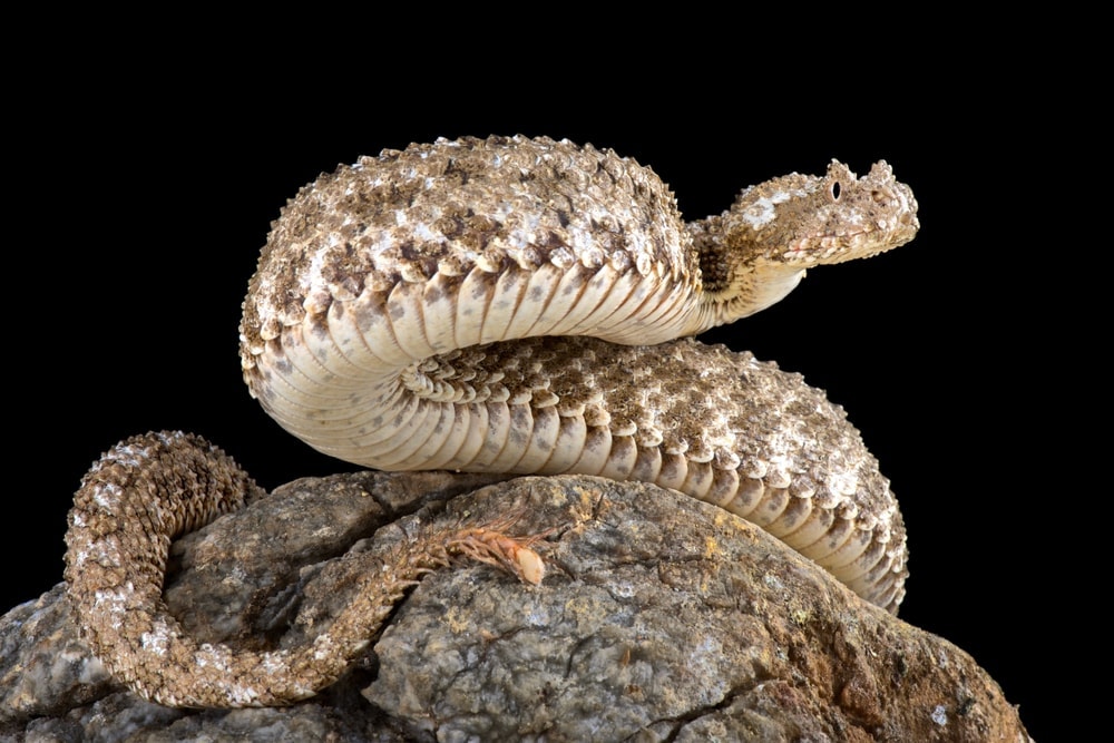 Spider-Tailed Horned Viper