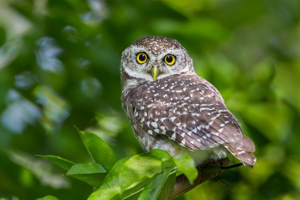 Spotted Owlet (Athene brama)