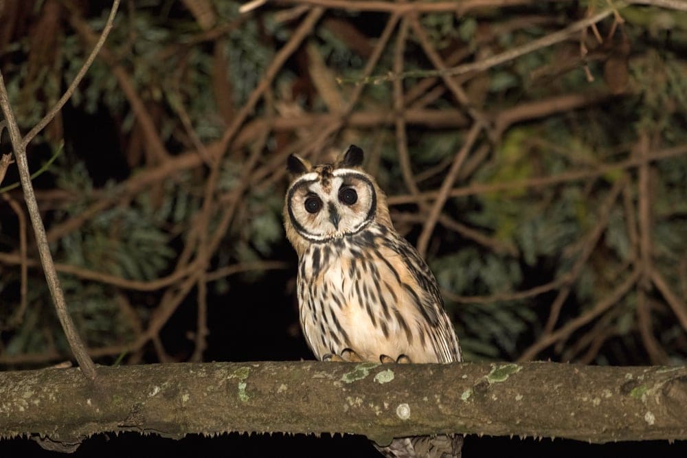 Striped Owl (Asio clamator)