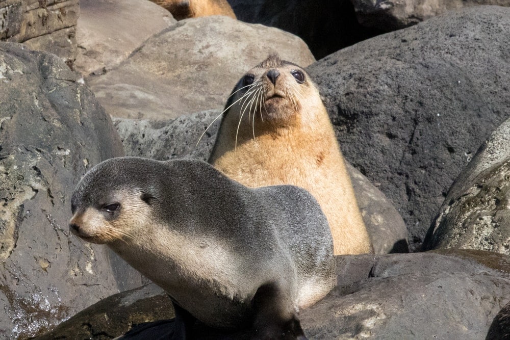 Subantarctic fur seal (Arctocephalus tropicalis)