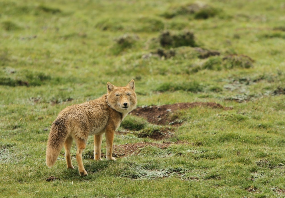 Tibetan sand fox