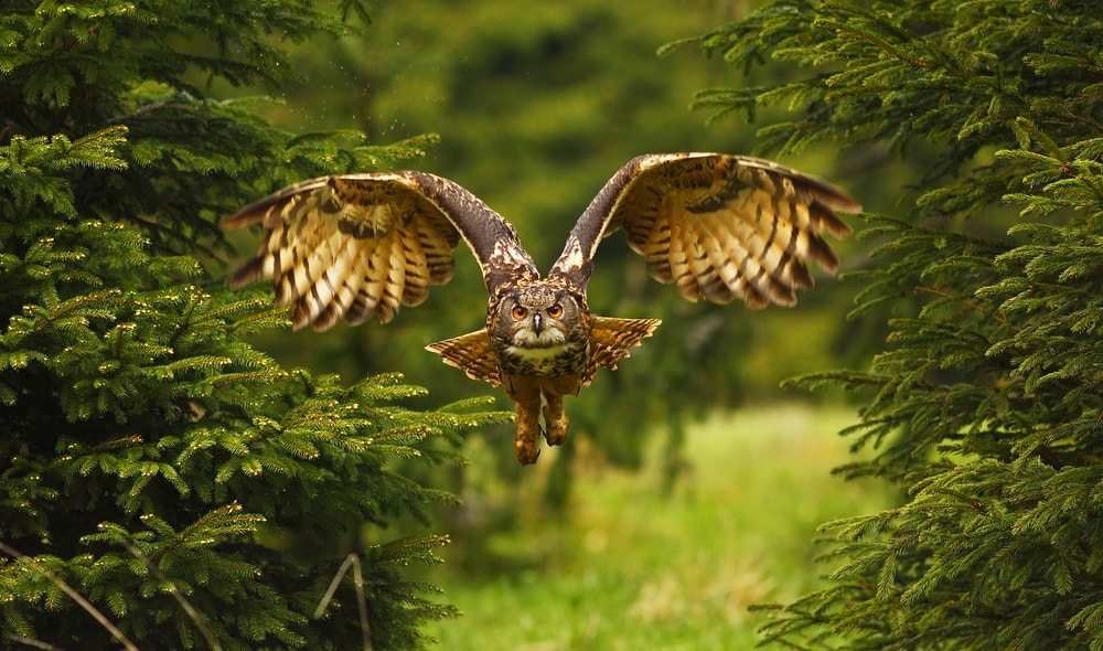 Big brown owl flying in the forest
