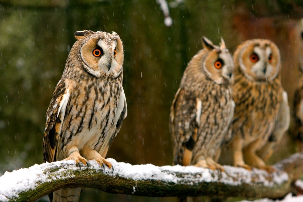 Types of owls from strigidae family on a snowy tree branch