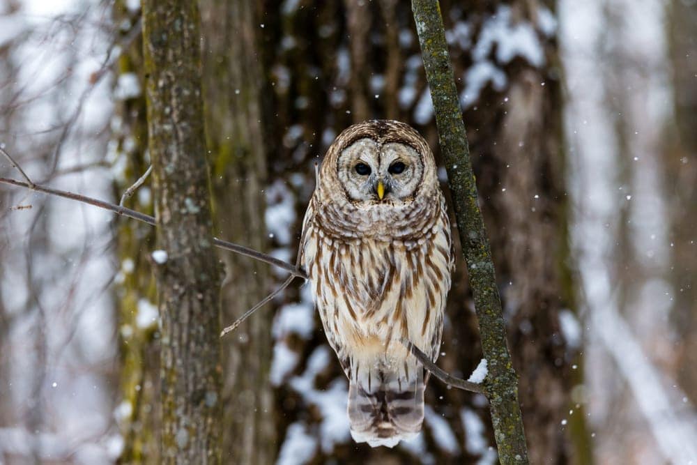 Barred Owl (Strix varia) also known as hoot owl