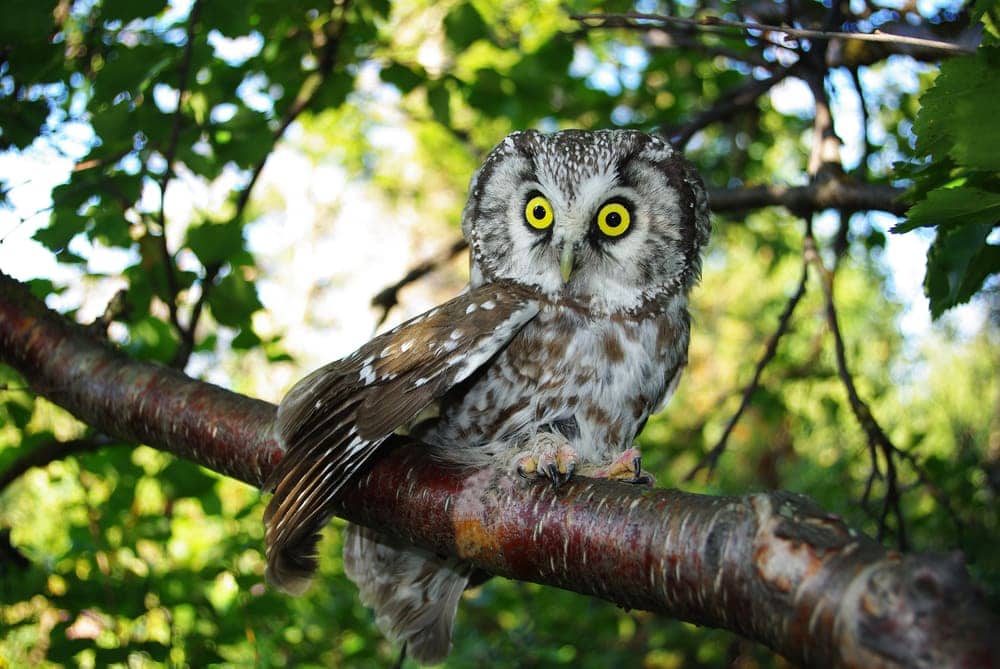 Boreal Owl (Aegolius funereus) also known as Tengmalm’s Owl