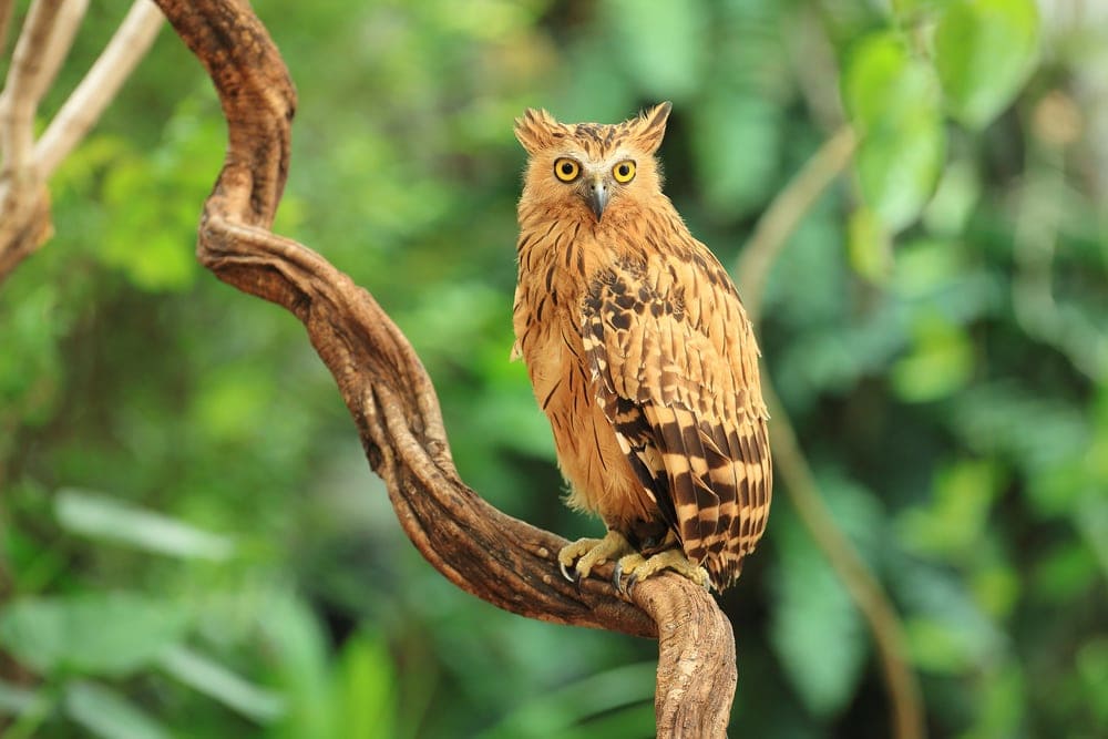 Buffy Fish-Owl (Ketupa ketupu)