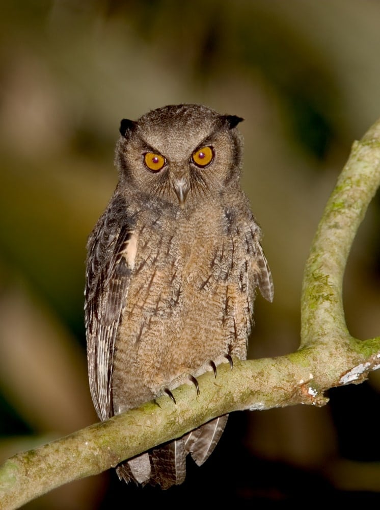 Crested Owl (Lophostrix cristata)
