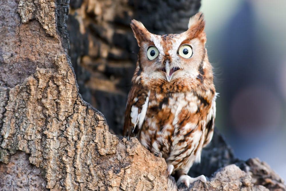 Eastern Screech Owl (Megascops asio)