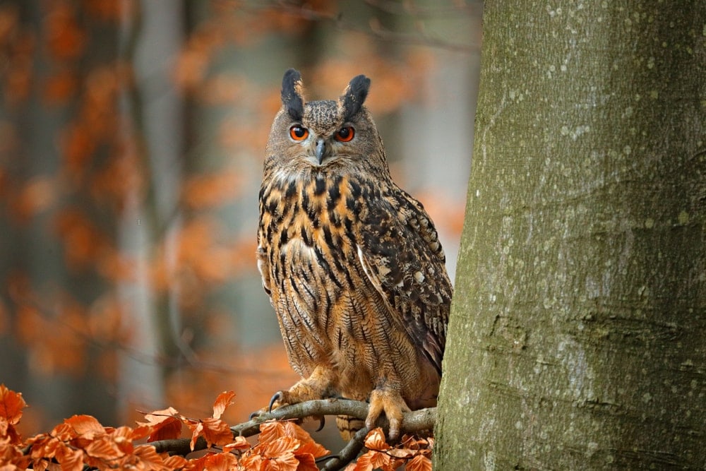 Eurasian Eagle-Owl (Bubo bubo) or uhu owl