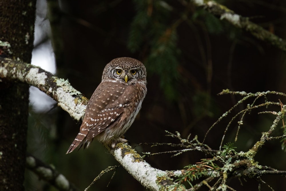 Eurasian Pygmy-Owl (Glaucidium passerinum)