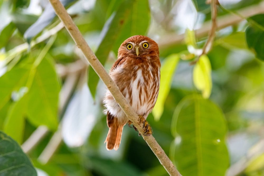 Ferruginous Pygmy-Owl (Glaucidium brasilianum)