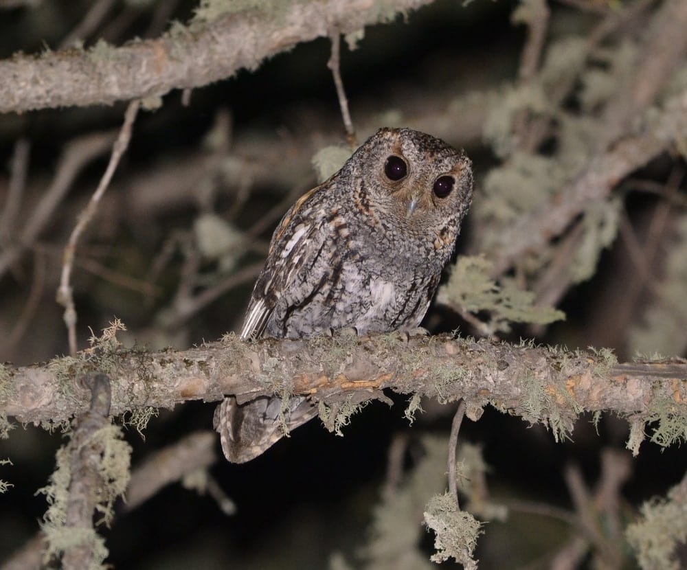 Flammulated Owl (Psiloscops flammeolus)