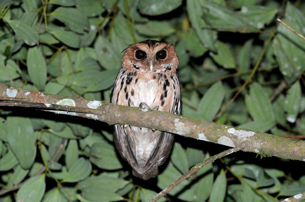 Giant Scops-Owl (Otus gurneyi) also known as mindanao eagle owl 