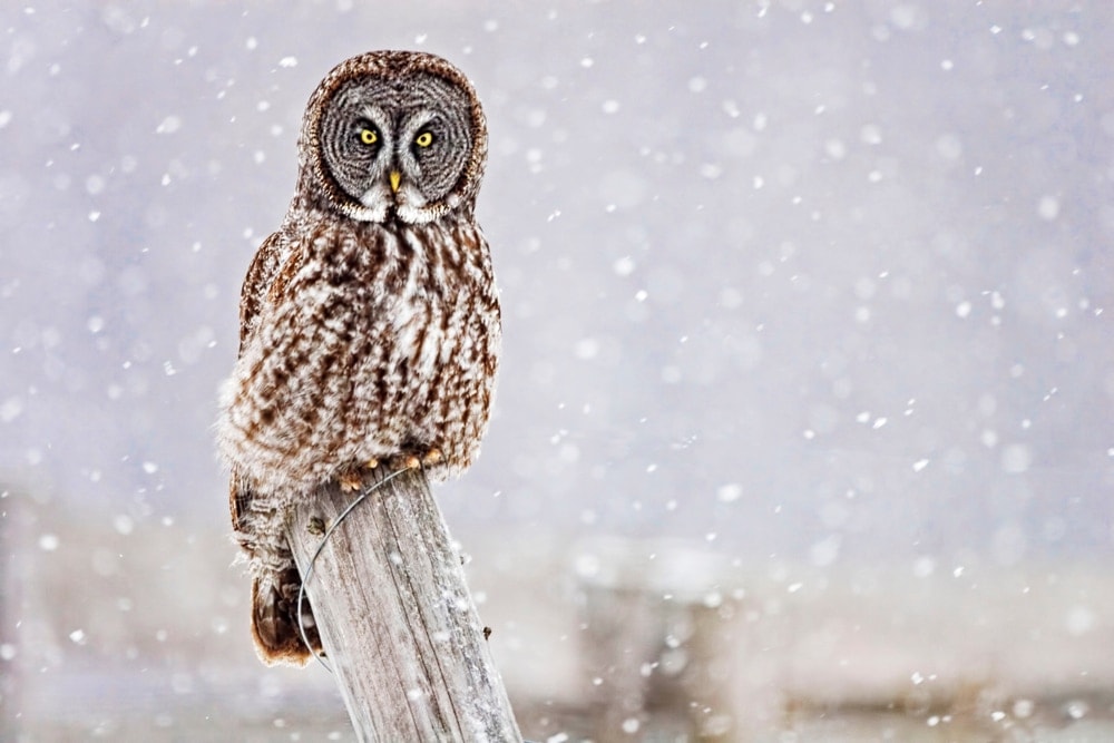 Great Grey Owl (Strix nebulosa) also known as spectral owl or phantoms of the north
