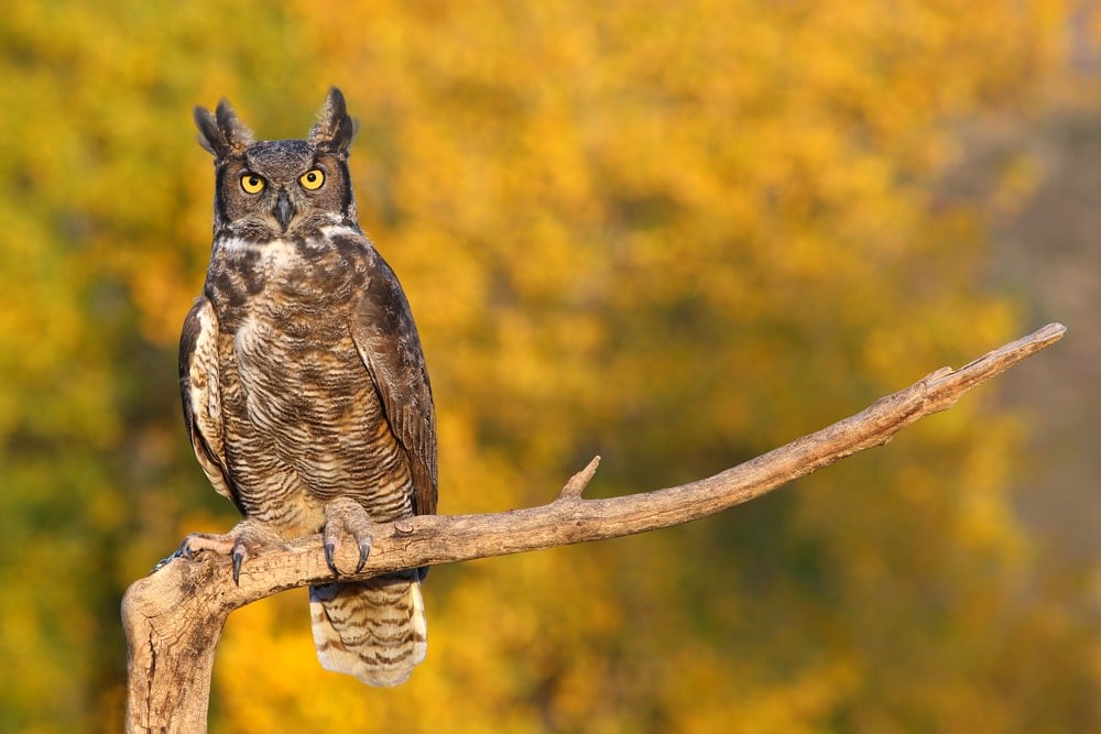 Great Horned Owl (Bubo virginianus) aka tiger owl