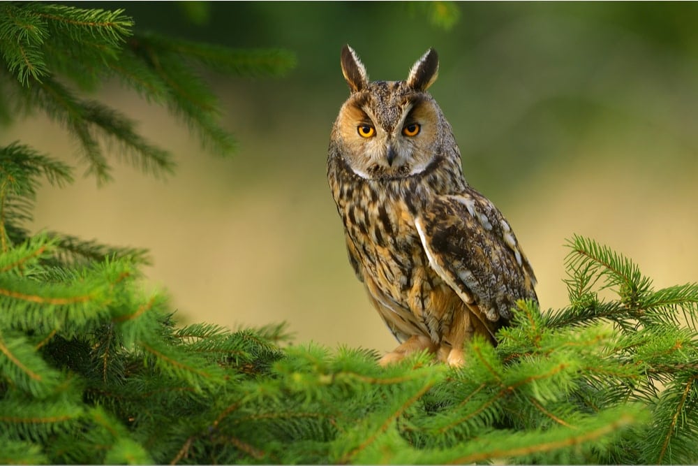 Northern Long-Eared Owl (Asio otus) also known as northern long eared owl or lesser horned or cat owl