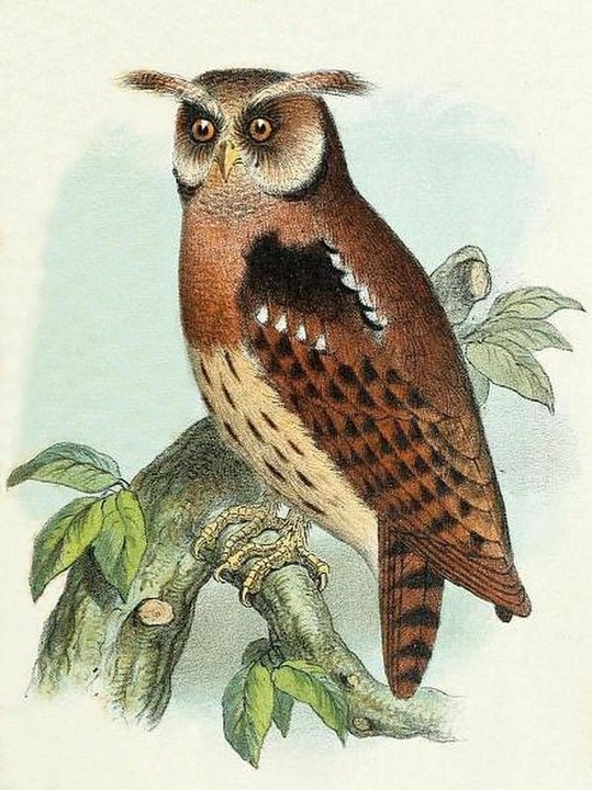 Maned Owl (Jubula lettii)