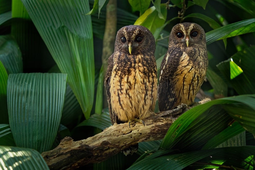 Mottled Owl (Ciccaba/Strix virgata)