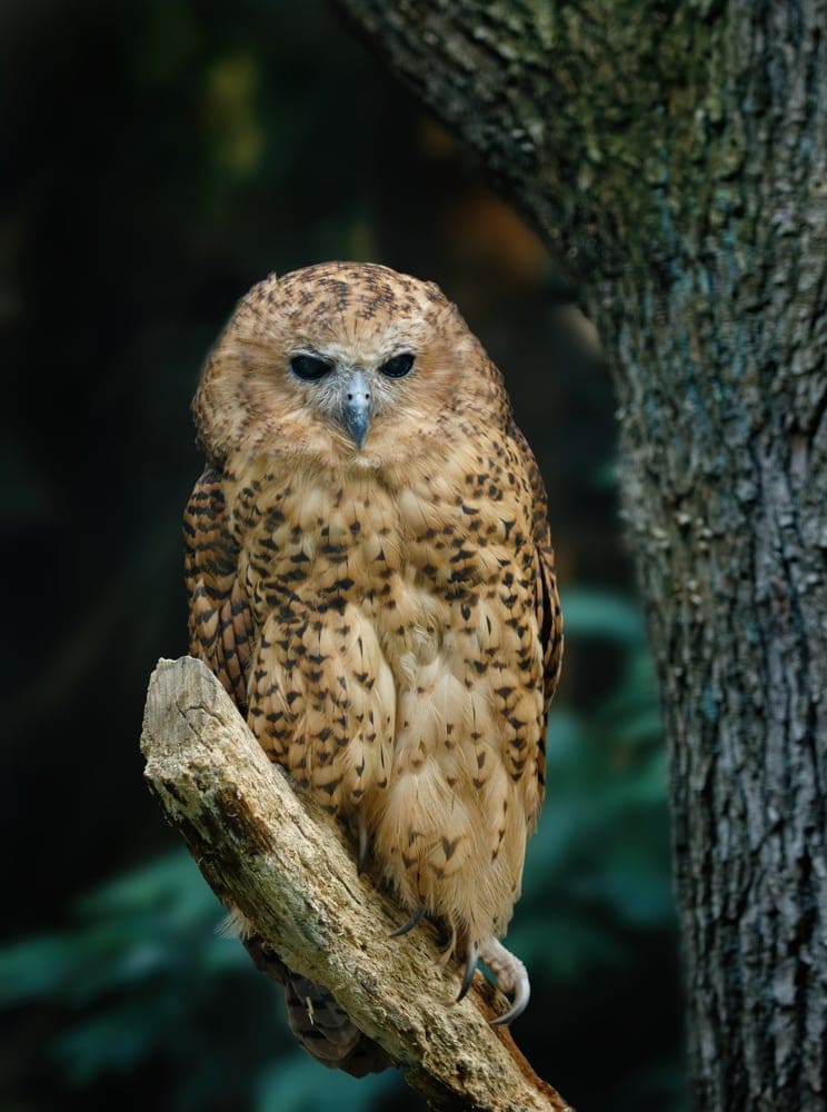 Pel's Fishing-Owl (Scotopelia peli)