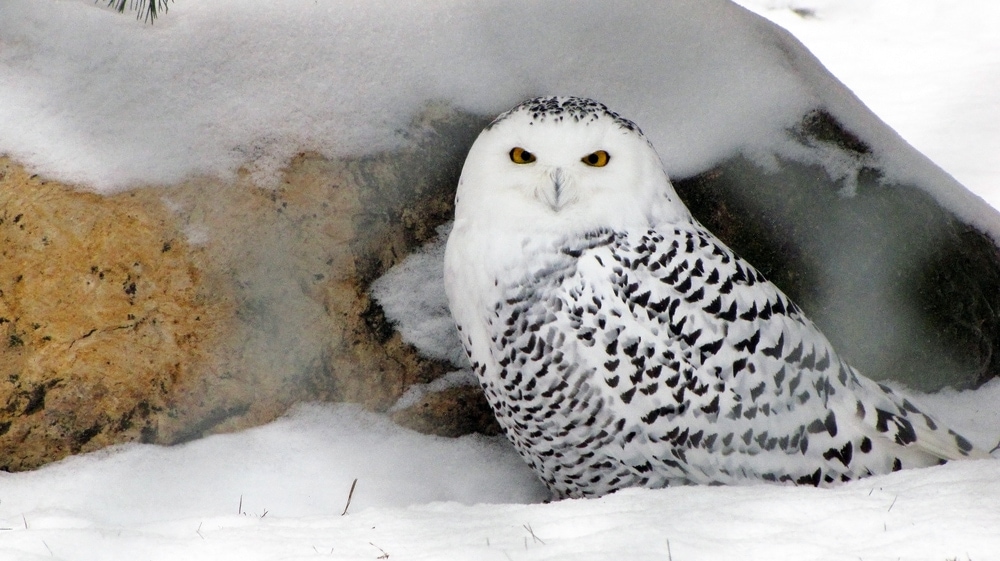 Snowy Owl (Bubo scandiacus) also known as polar owl, arctic owl or white owl