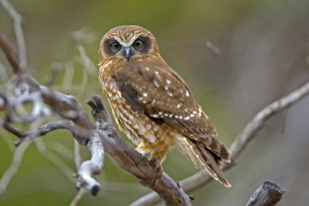 Southern Boobook (Ninox boobook) also known as australian boobook or mopoke