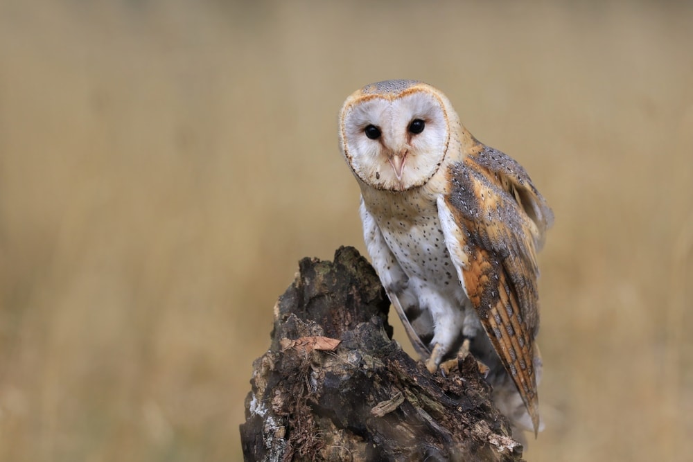 American Barn Owl (Tyto furcata)