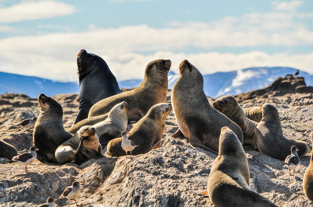 groups of seals resting on rocks
