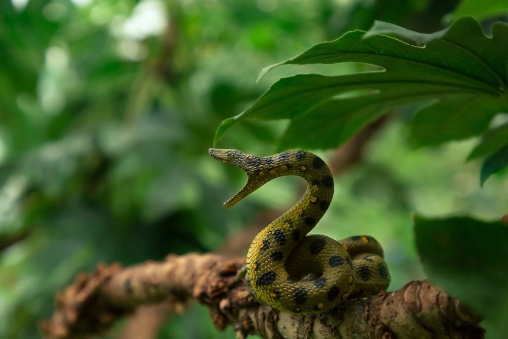 Green snake with open mouth on a branch