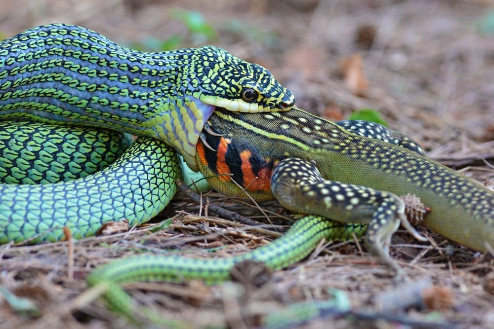Snake eating a lizard