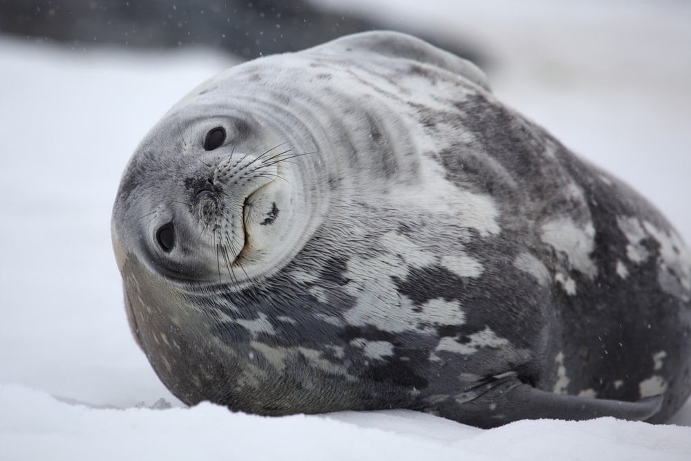 Weddell seal (Leptonychotes weddellii)