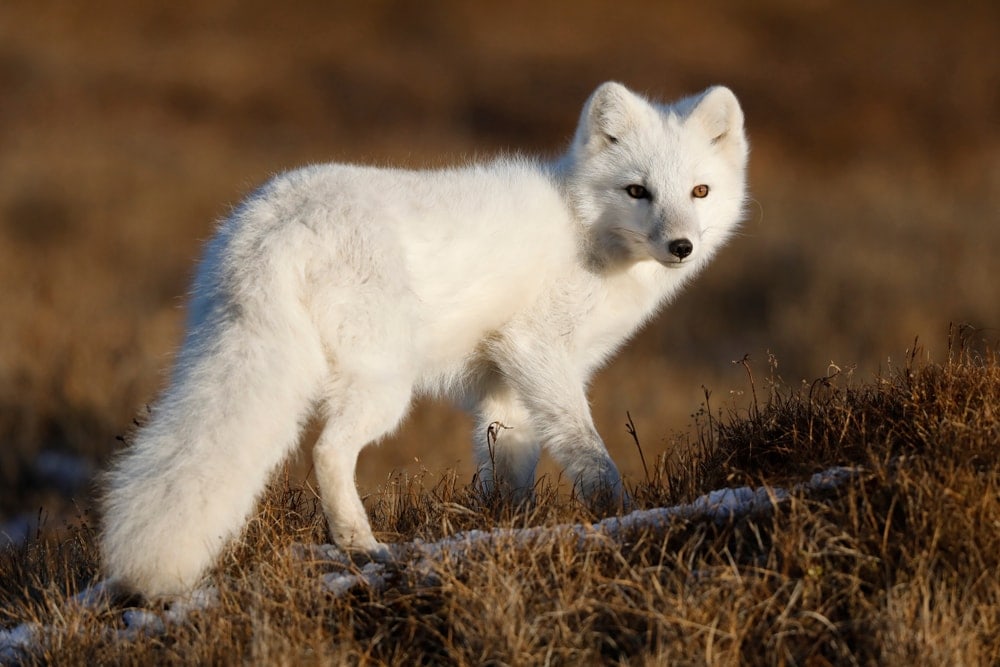 Arctic fox