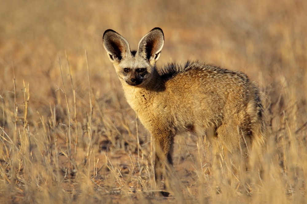 Bat-eared fox