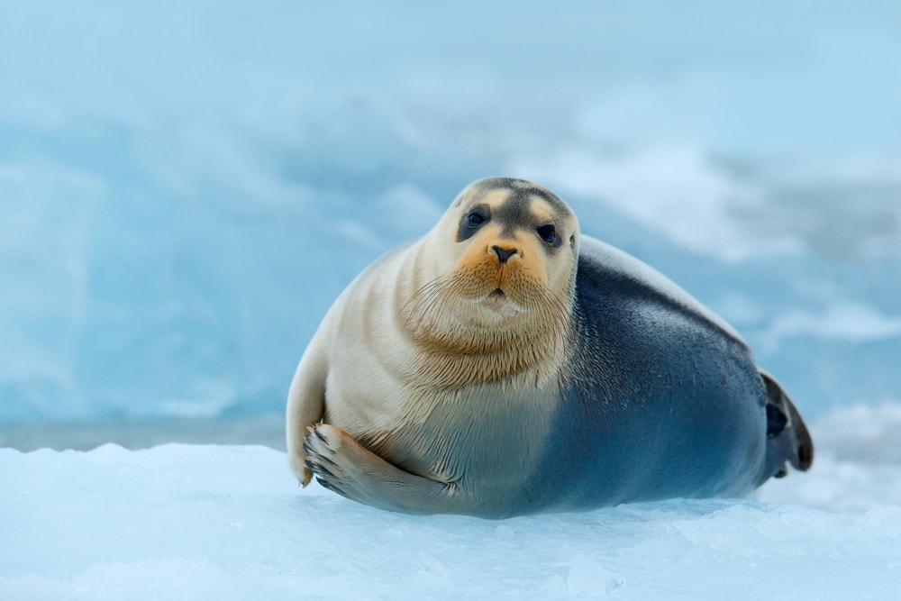  bearded seal (Erignathus barbatus)