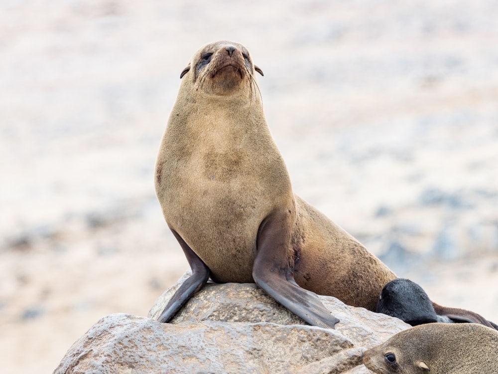 brown fur seal (Arctocephalus pusillus)