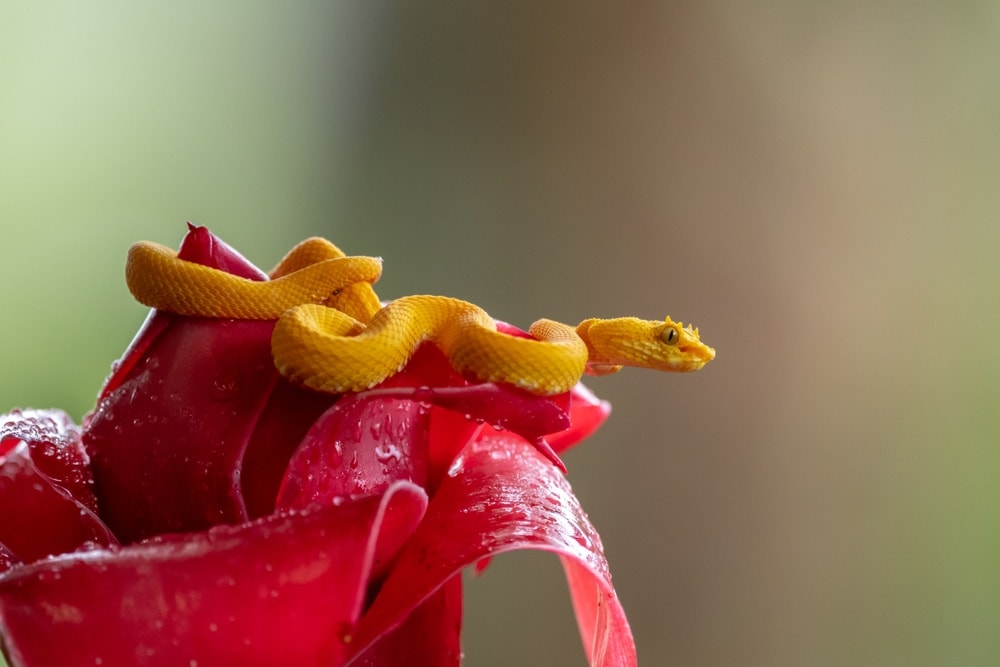 Eyelash Viper