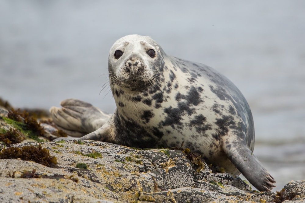 grey seal (Halichoerus grypus)