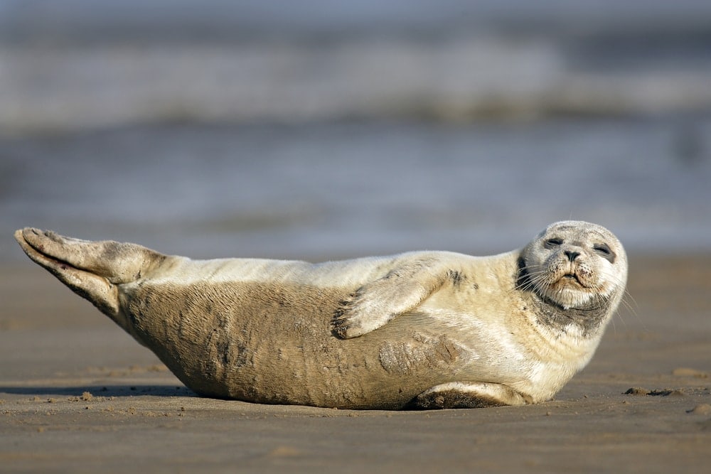  harbor seal (Phoca vitulina)