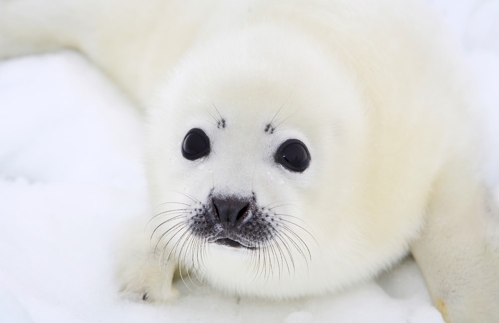 harp seal (Pagophilus groenlandicus)