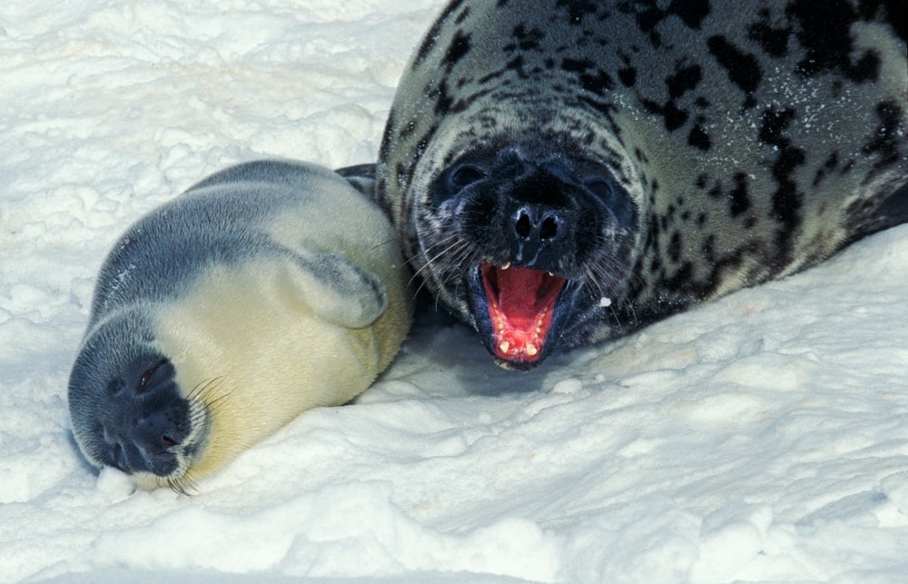 hooded seal (Cystophora cristata)