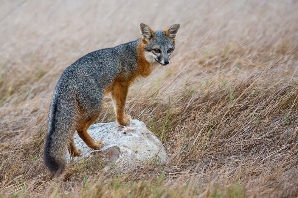 Island Fox