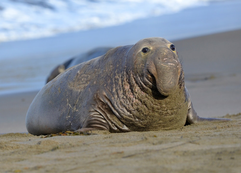 northern elephant seal (Mirounga angustirostris)