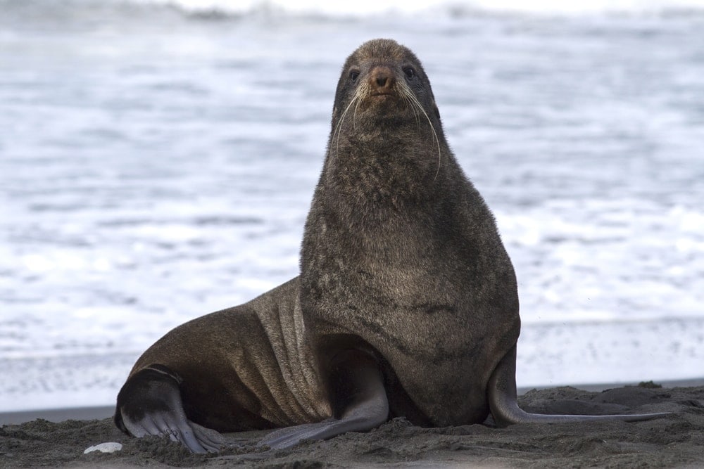 northern fur seal (Callorhinus ursinus)