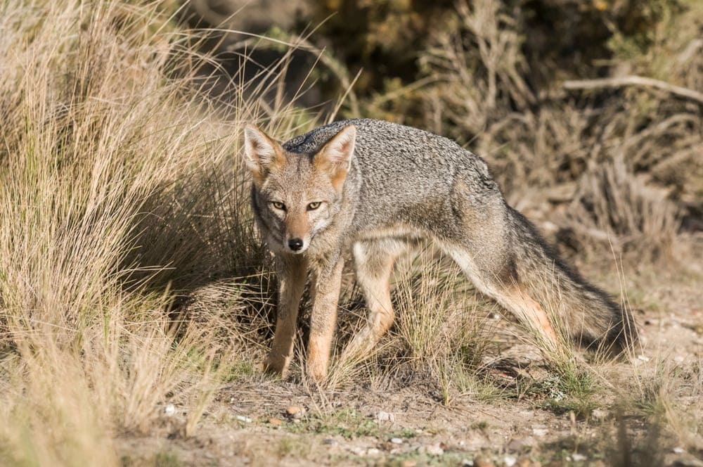 Pampas Fox