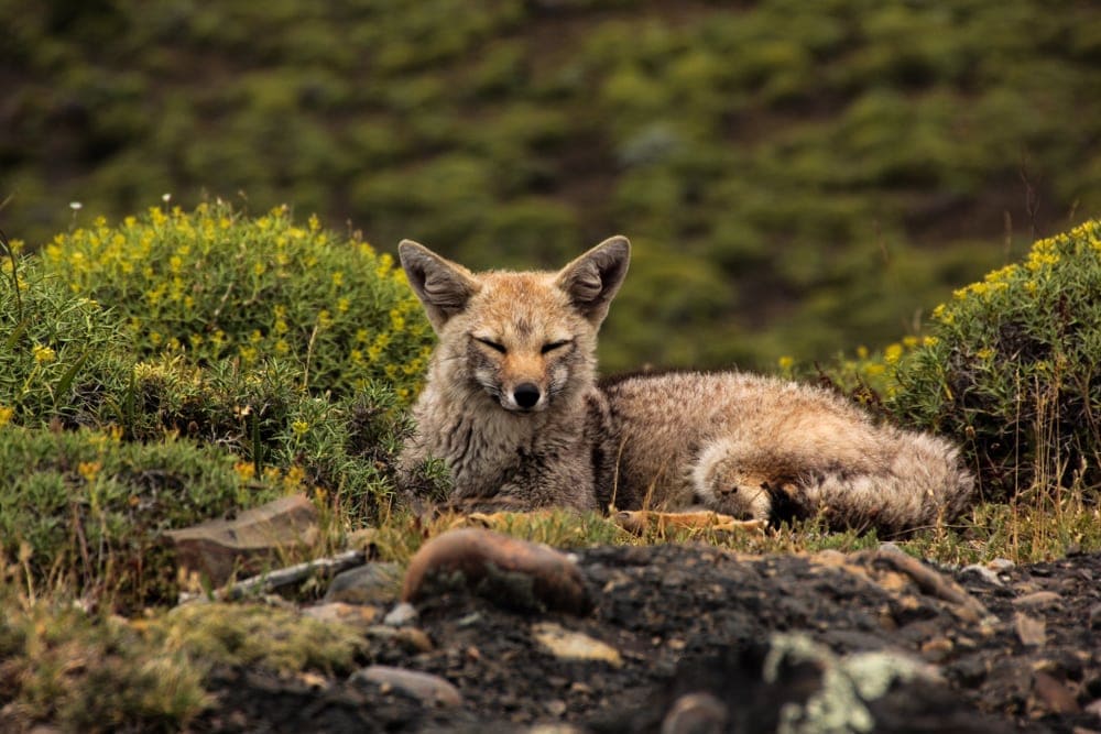 Patagonian Fox