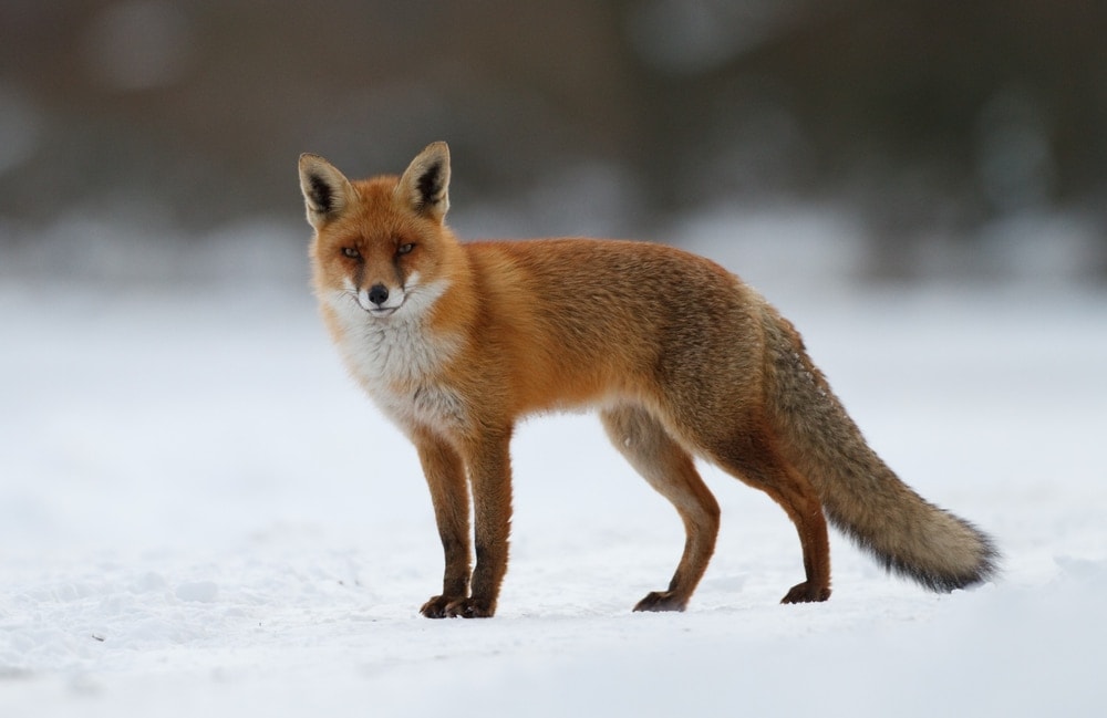 Red fox