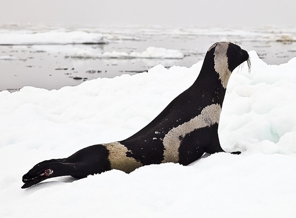ribbon seal (Histriophoca fasciata)