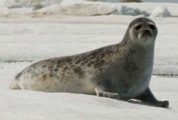 ringed seal (Pusa hispida)