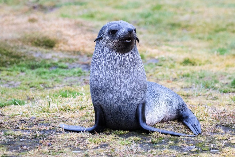 Antarctic fur seal (Arctocephalus gazella)