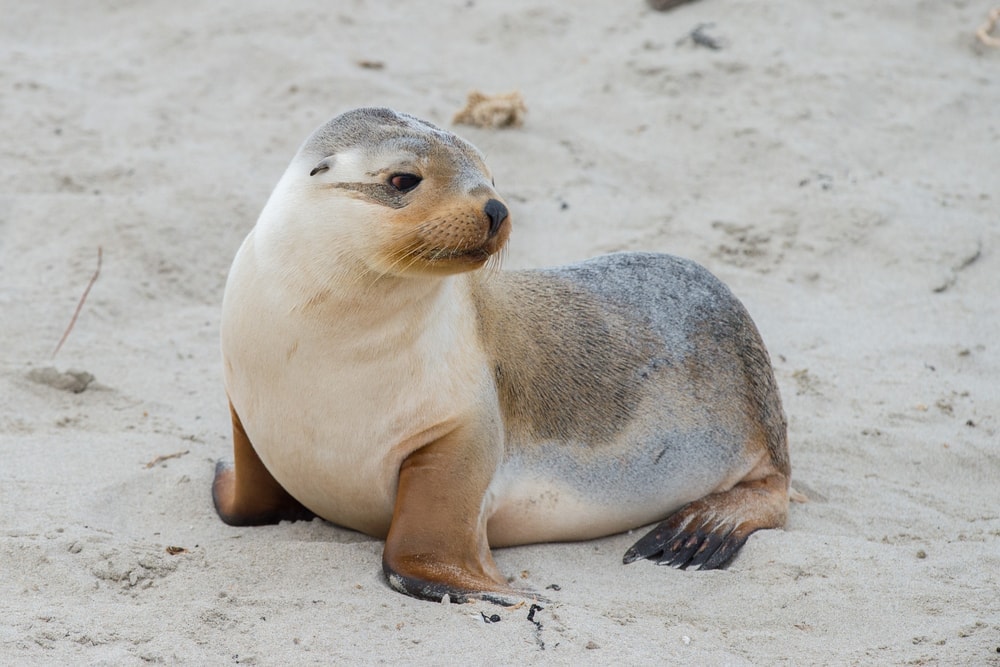 Australian Sea lion (Neophoca cinerea)