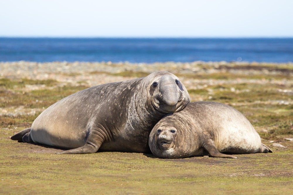 southern elephant seal (Mirounga leonina)